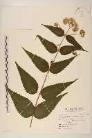 田代氏澤蘭藏品圖，第1張