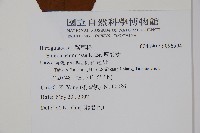 厚殼樹藏品圖，第2張