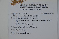 呂宋莢迷藏品圖，第2張