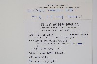 大葉馬兜鈴藏品圖，第2張