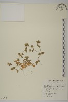 卷耳藏品圖，第1張