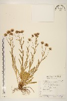 福山氏飛蓬藏品圖，第1張