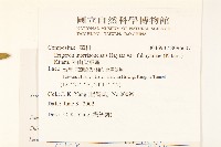 福山氏飛蓬藏品圖，第2張