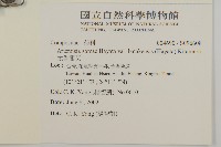 太魯閣艾藏品圖，第1張