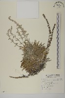 太魯閣艾藏品圖，第2張