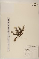 玉山薄雪草藏品圖，第1張