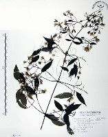 柱果鐵線蓮藏品圖，第1張