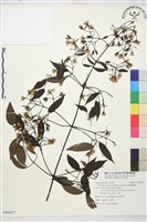 柱果鐵線蓮藏品圖，第2張