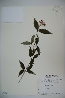 松田氏莢迷、宜昌莢迷藏品圖，第1張