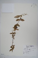 臺灣小蘗藏品圖，第1張