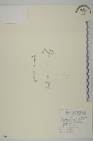 亞毛無心菜藏品圖，第1張