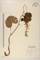 黃山蟹甲草藏品圖，第1張