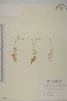 玉山卷耳藏品圖，第1張