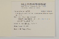 玉山卷耳藏品圖，第2張