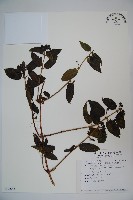 阿里山忍冬、漸尖葉忍冬藏品圖，第1張