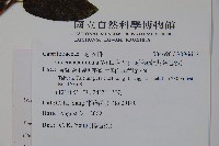 阿里山忍冬、漸尖葉忍冬藏品圖，第2張