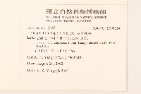 秋鼠麴草藏品圖，第2張