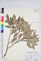 長尾栲、長尾柯、長尾尖葉櫧藏品圖，第1張