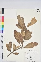 嶺南青剛櫟、嶺南椆藏品圖，第1張