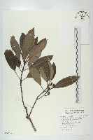 耿氏虎皮楠藏品圖，第1張