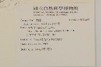 掃帚菊藏品圖，第2張