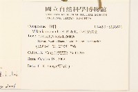 蔓澤蘭藏品圖，第2張