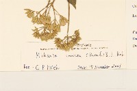 蔓澤蘭藏品圖，第3張