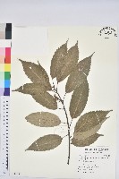 青剛櫟、鐵椆藏品圖，第1張