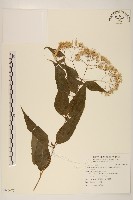 田代氏澤蘭藏品圖，第1張