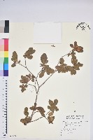 南澳杜鵑藏品圖，第1張