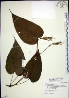 百部藏品圖，第1張