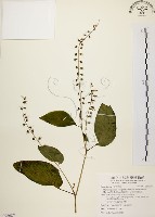 尖舌草、全唇尖舌苣苔藏品圖，第1張