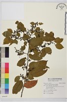 桶鉤藤藏品圖，第1張