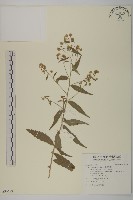 臺灣馬蘭藏品圖，第1張