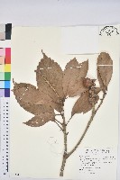 大葉石櫟、大葉校栗藏品圖，第1張