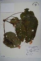 溪頭秋海棠藏品圖，第1張