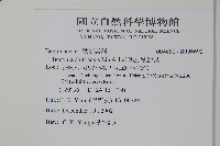 溪頭秋海棠藏品圖，第2張