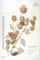 臺灣青木香藏品圖，第1張