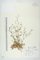玉山筷子芥藏品圖，第1張