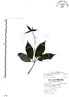 七葉一枝花藏品圖，第1張