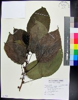 三脈紫麻藏品圖，第1張