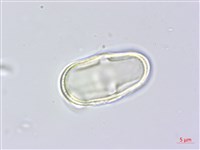 水芹菜藏品圖，第1張