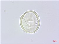 水芹菜藏品圖，第2張