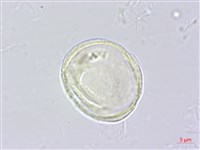 水芹菜藏品圖，第3張