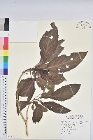 假鐵莧藏品圖，第1張