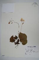 蘭嶼秋海棠藏品圖，第1張