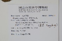 蘭嶼秋海棠藏品圖，第2張