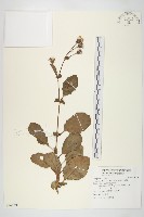 蘭嶼木耳菜藏品圖，第1張