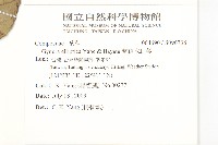 蘭嶼木耳菜藏品圖，第2張