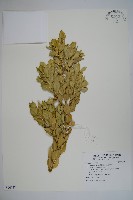 琉球黃楊藏品圖，第1張